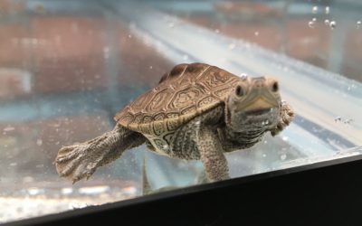 Dr. John Maerz: Helping turtles find their balance